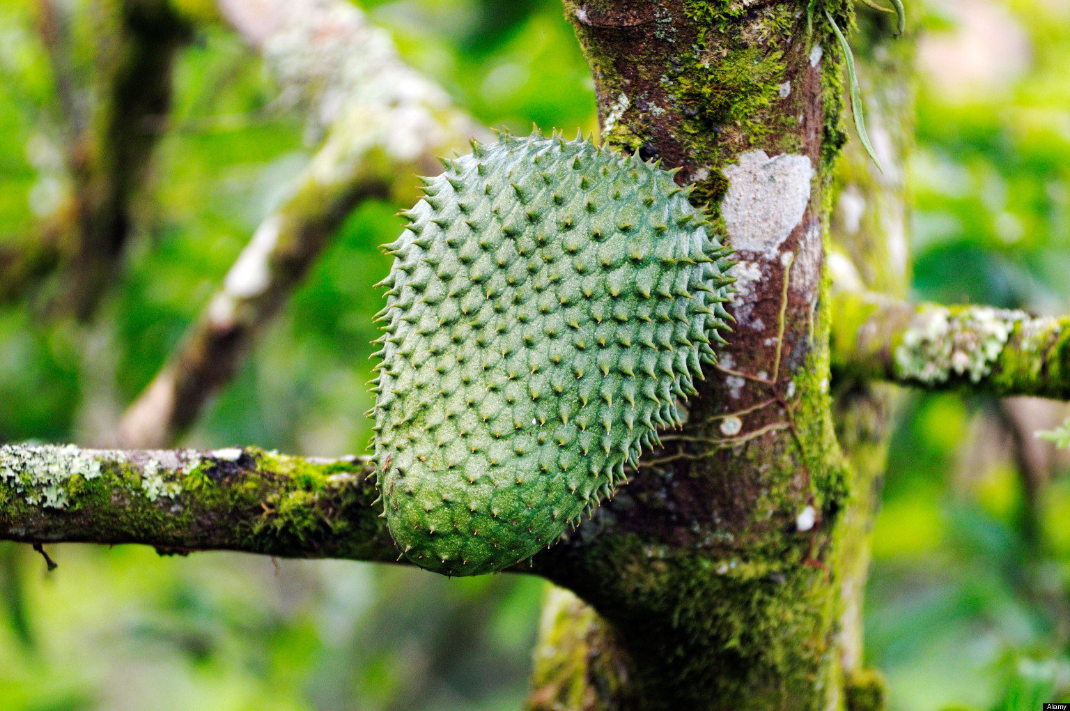 Soursop Health Benefits Start Eating This Weird Fruit Health 