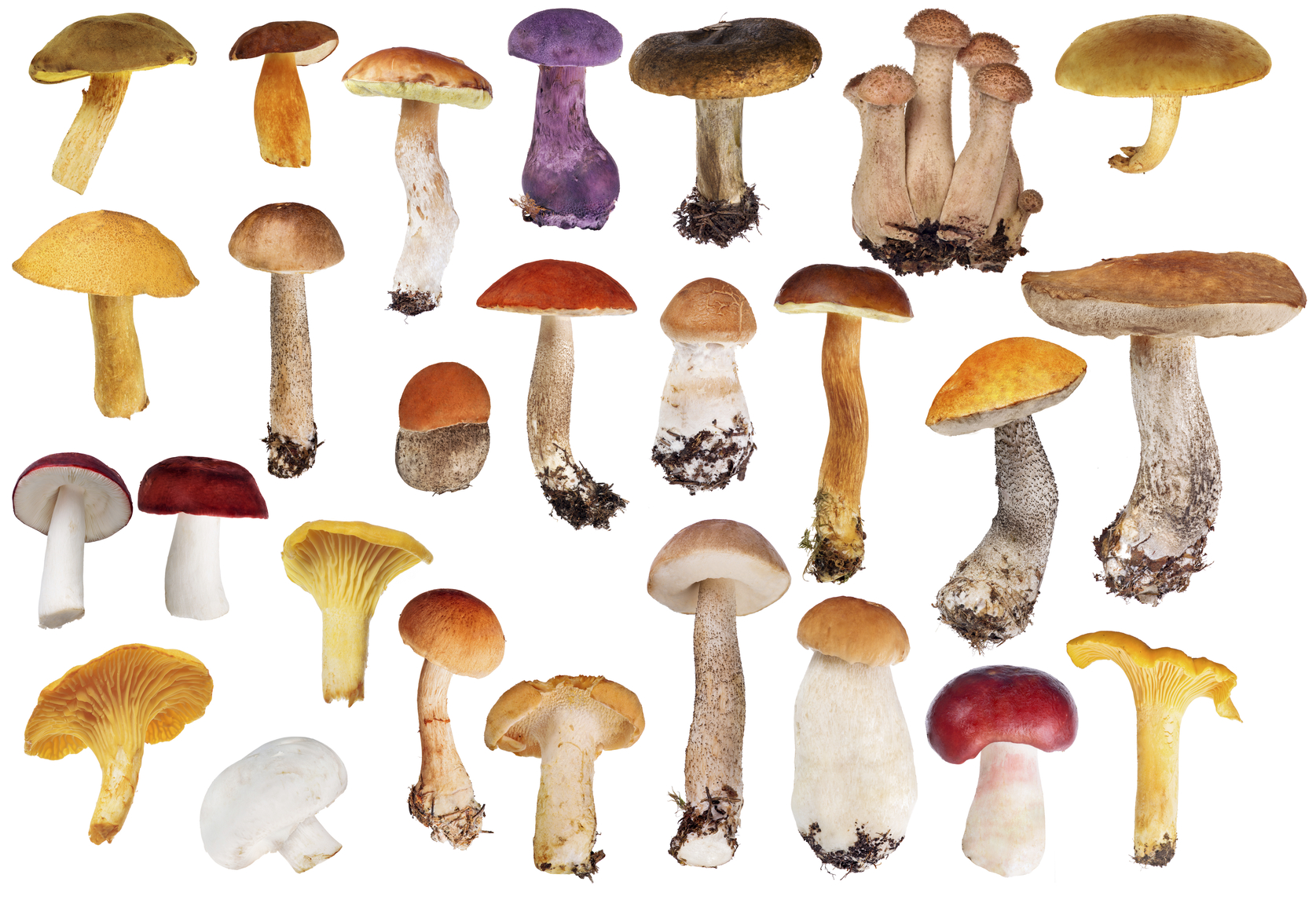 Top 10 Healthiest Mushrooms And Their Benefits HFR