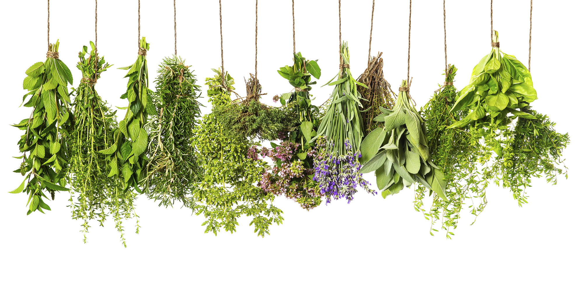 Top 10 Healthiest Herbs And Their Benefits